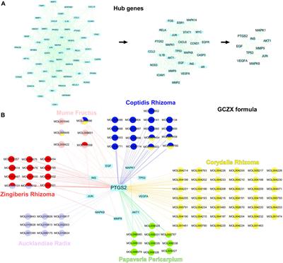 The Pharmacological Mechanism of Guchangzhixie Capsule Against Experimental Colitis